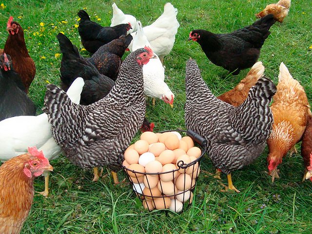 Содержание кур и уход за ними | ЗооТом - продажа, вязка и услуги для животных в Кондопоге
