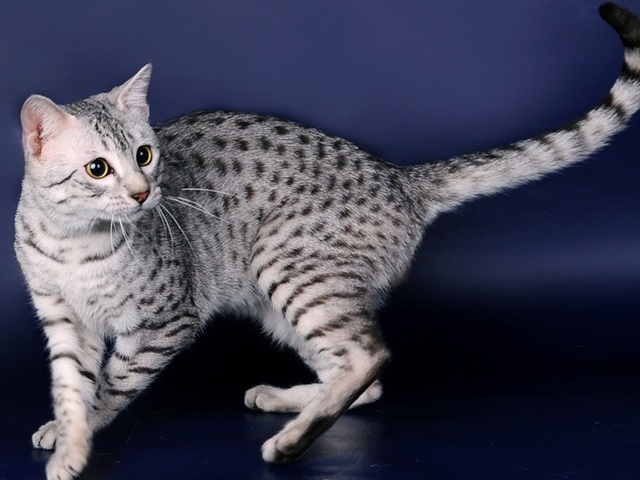 Породы кошек в Кондопоге | ЗооТом портал о животных