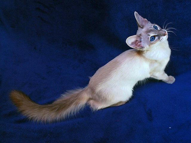 Выведенные породы кошек в Кондопоге | ЗооТом портал о животных