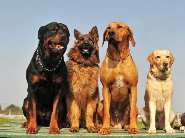 Крупные породы собак в Кондопоге | ЗооТом портал о животных